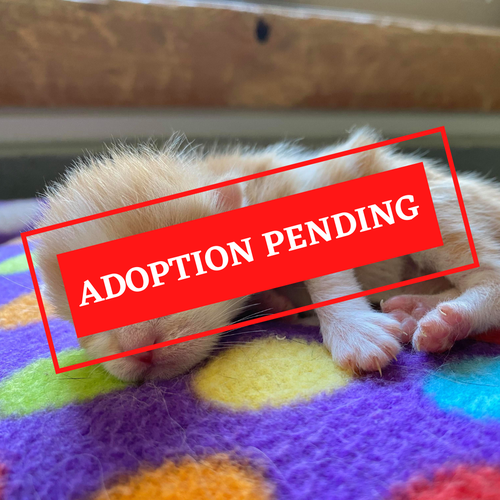 ADOPTION PENDING (50).png