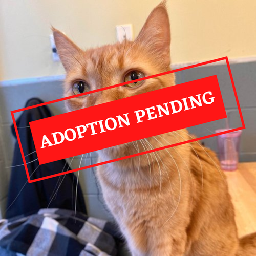 ADOPTION PENDING (51)