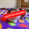 ADOPTION PENDING (52).png