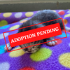 ADOPTION PENDING (53).png