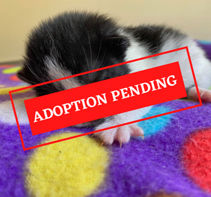 ADOPTION PENDING (54).png