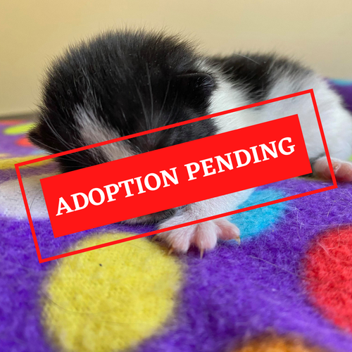 ADOPTION PENDING (54).png