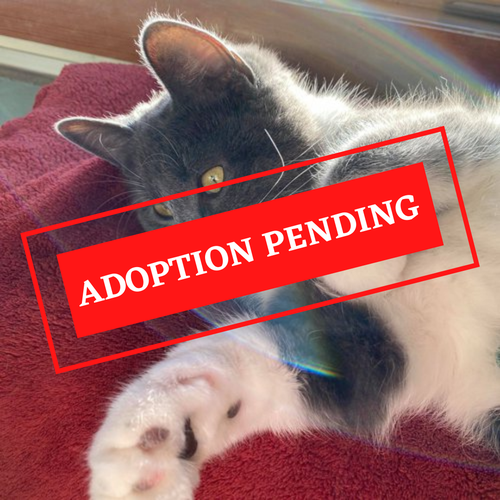 ADOPTION PENDING (56).png