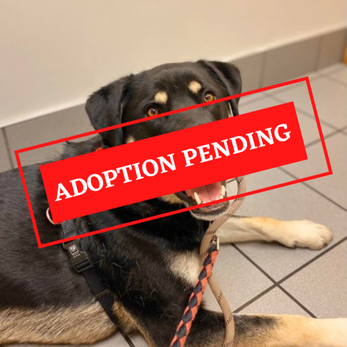 ADOPTION PENDING (57)