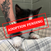 ADOPTION PENDING (58).png