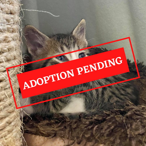 ADOPTION PENDING (59).png