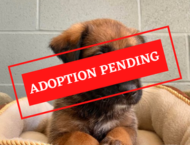 ADOPTION PENDING (5)