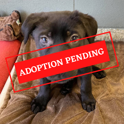 ADOPTION PENDING (65).png