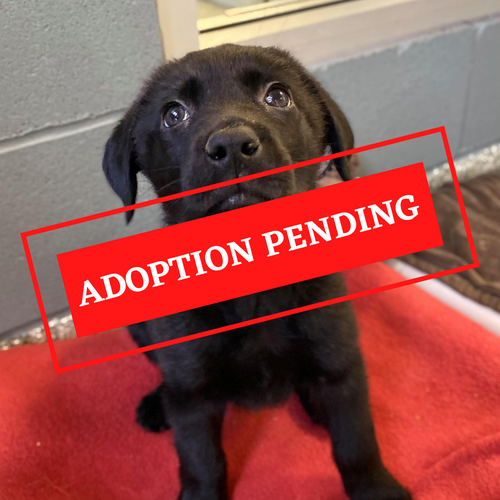 ADOPTION PENDING (66).png