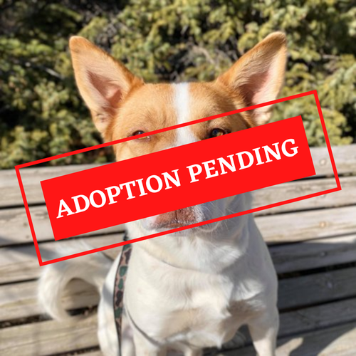 ADOPTION PENDING (67).png