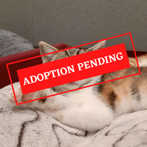 ADOPTION PENDING (67)