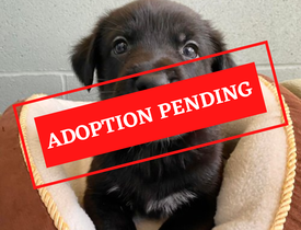 ADOPTION PENDING (6)