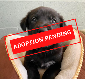 ADOPTION PENDING (6)