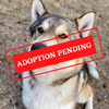 ADOPTION PENDING (75).png