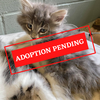 ADOPTION PENDING (77).png