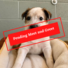 ADOPTION PENDING (7)
