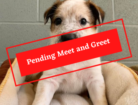 ADOPTION PENDING (7)
