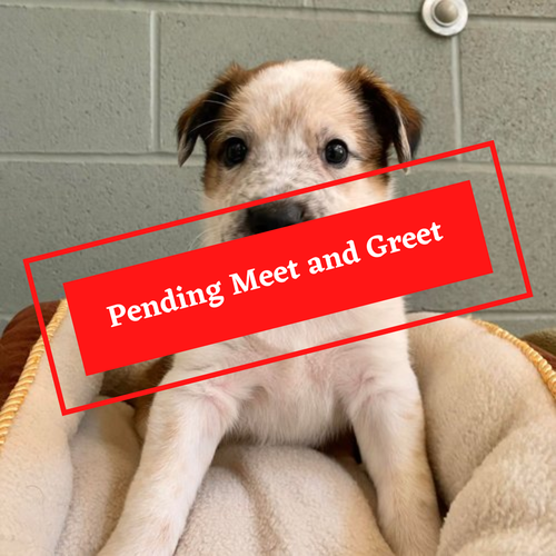 ADOPTION PENDING (7)