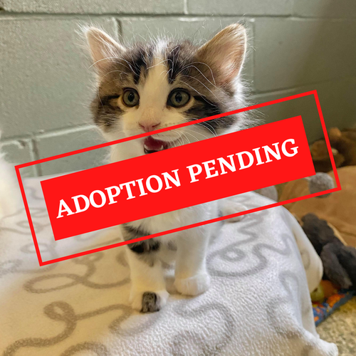 ADOPTION PENDING (80).png