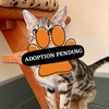 ADOPTION PENDING (81)