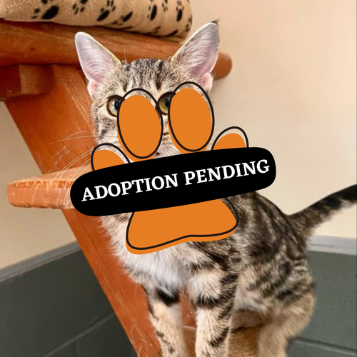ADOPTION PENDING (81)