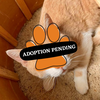 ADOPTION PENDING (82)