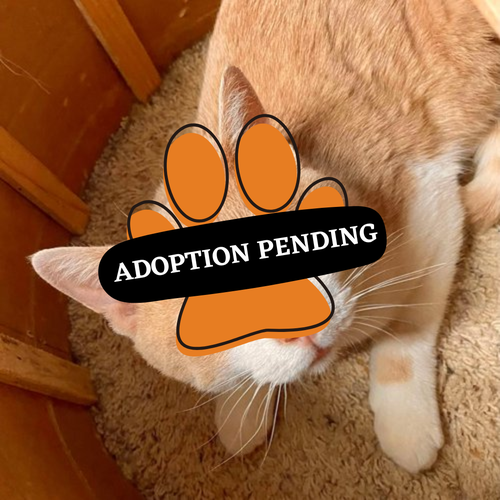 ADOPTION PENDING (82)