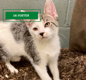 ADOPTION PENDING (87).png