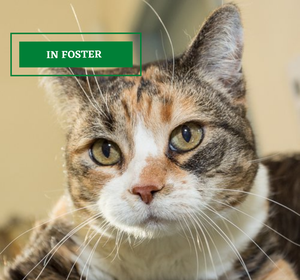 ADOPTION PENDING (89).png