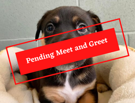 ADOPTION PENDING (8)