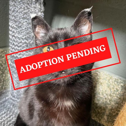ADOPTION PENDING (9)