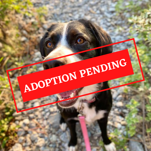 ADOPTION PENDING (96).png