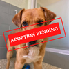 ADOPTION PENDING (97).png