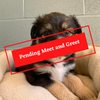 ADOPTION PENDING (9)