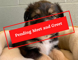 ADOPTION PENDING (9)