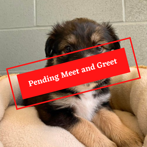 ADOPTION PENDING (9)