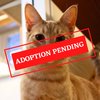 ADOPTION PENDING