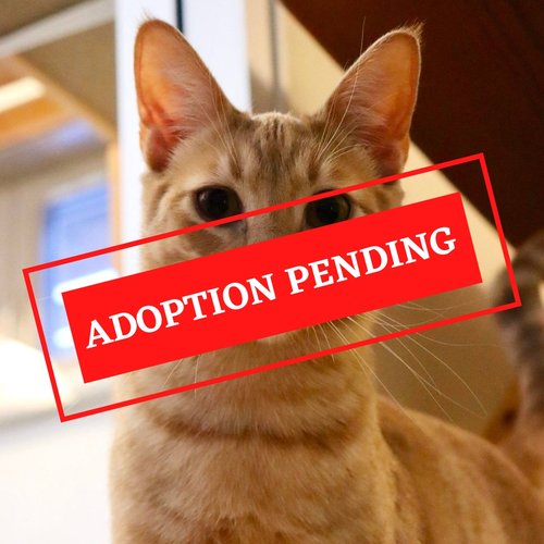 ADOPTION PENDING