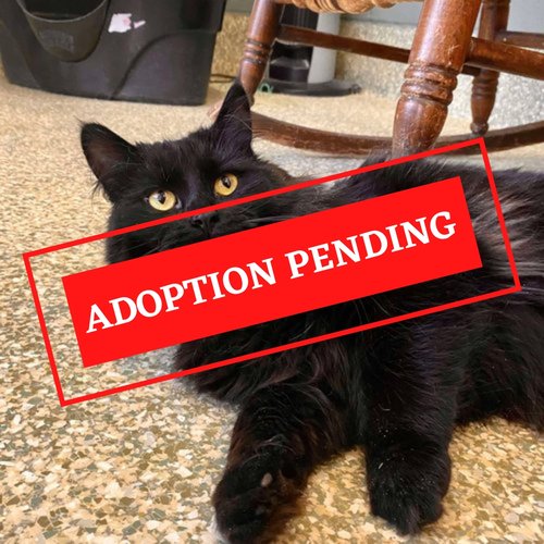 ADOPTION PENDING