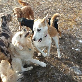 ALL DOGS copy.jpg