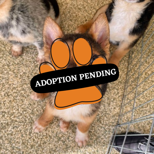 Adoption Pending-14