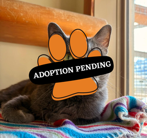 Adoption Pending- Poppy