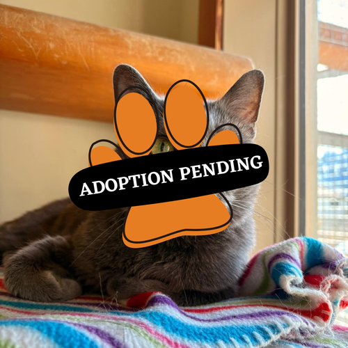 Adoption Pending- Poppy