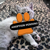 Adoption Pending