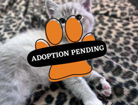 Adoption Pending