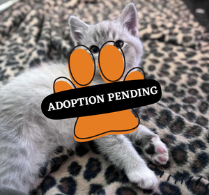 Adoption Pending