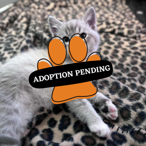 Adoption Pending