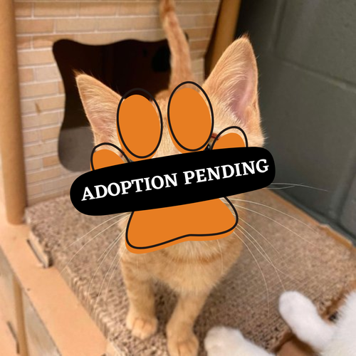 Adoption Pending - 2025-03-29T092643.518