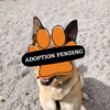 Adoption Pending - 2025-04-01T140341.667