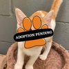 Adoption Pending - 2025-04-04T130628.694